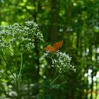 Schmetterling im Gramschatzer Wald
