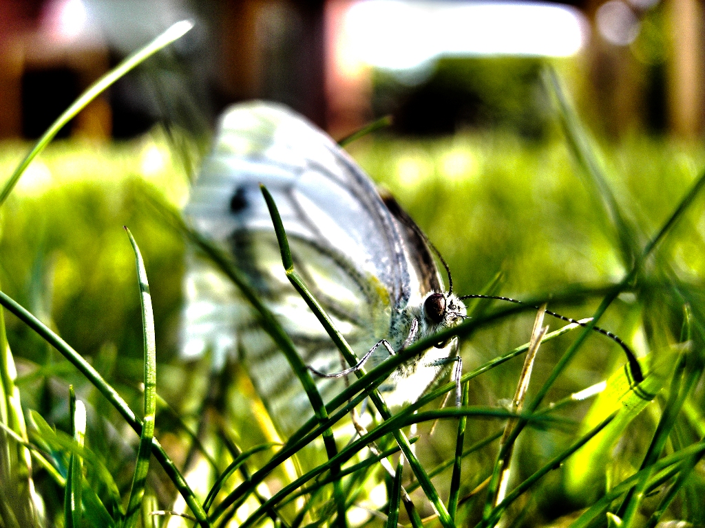 Schmetterling im Gras