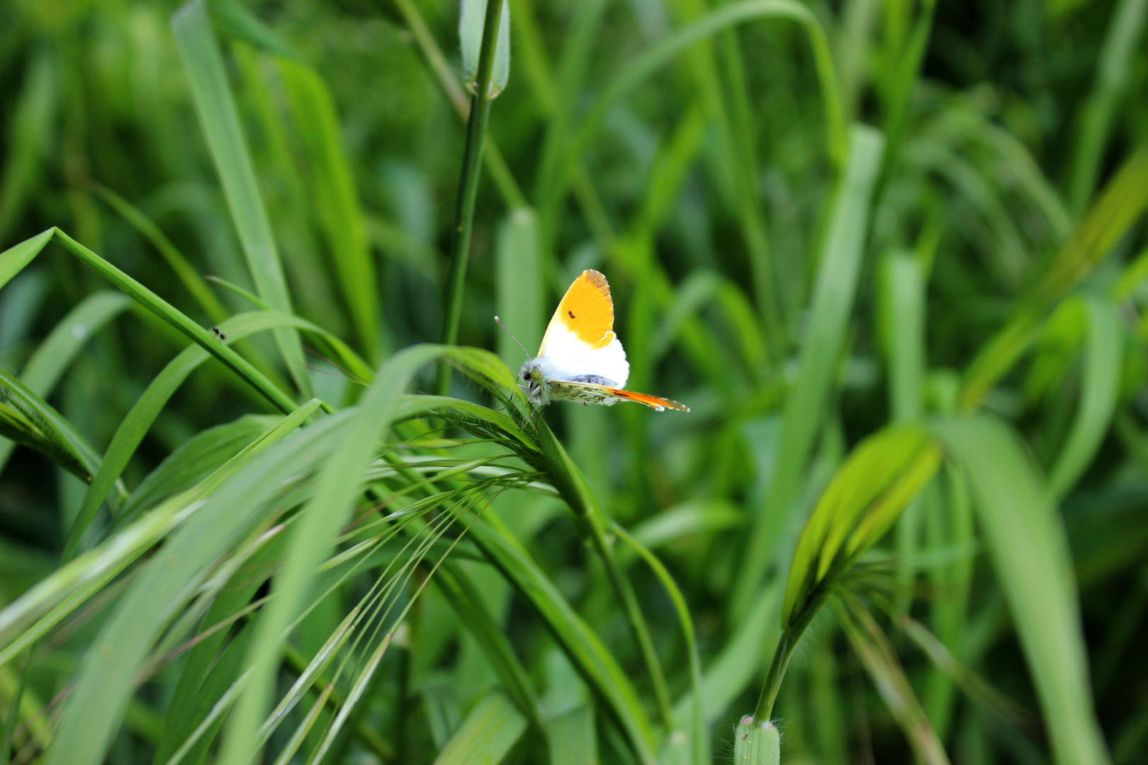 Schmetterling im Gras