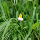 Schmetterling im Gras