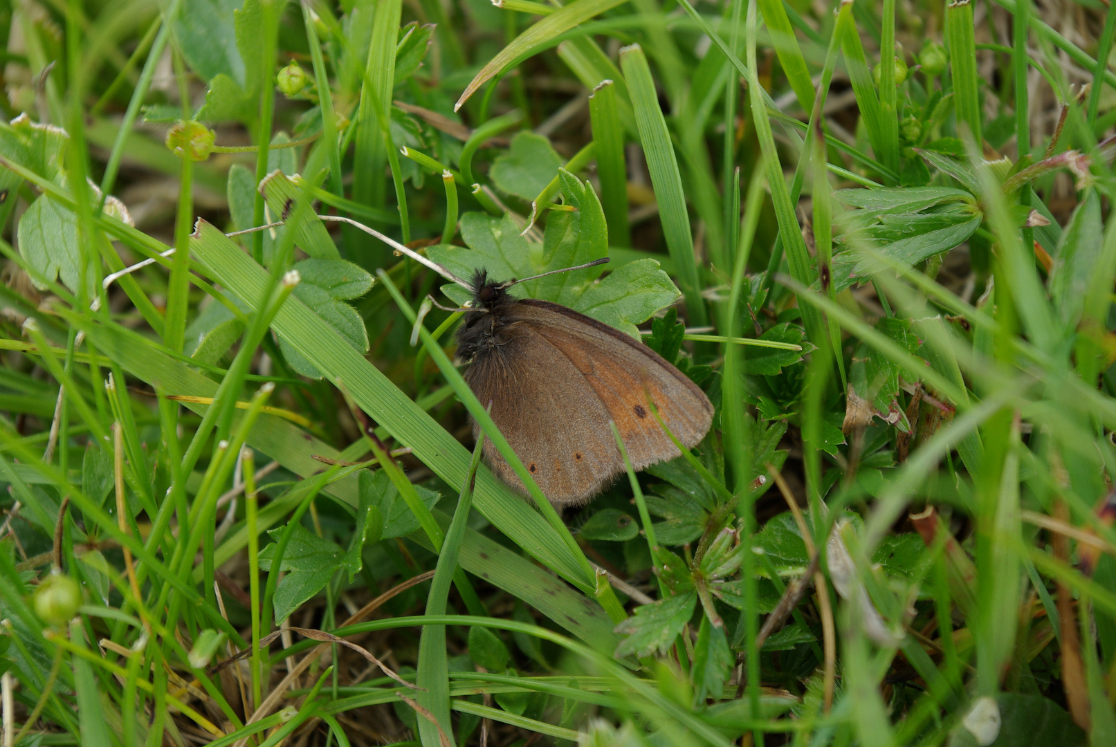 Schmetterling im Gras