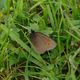 Schmetterling im Gras