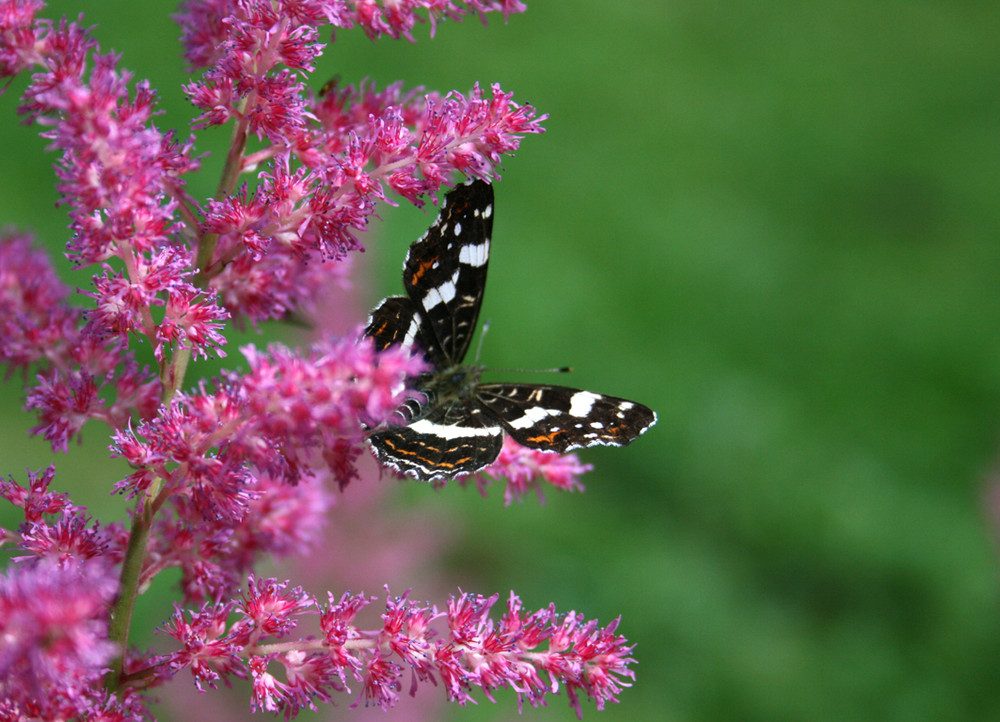 Schmetterling im Grünen