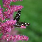 Schmetterling im Grünen