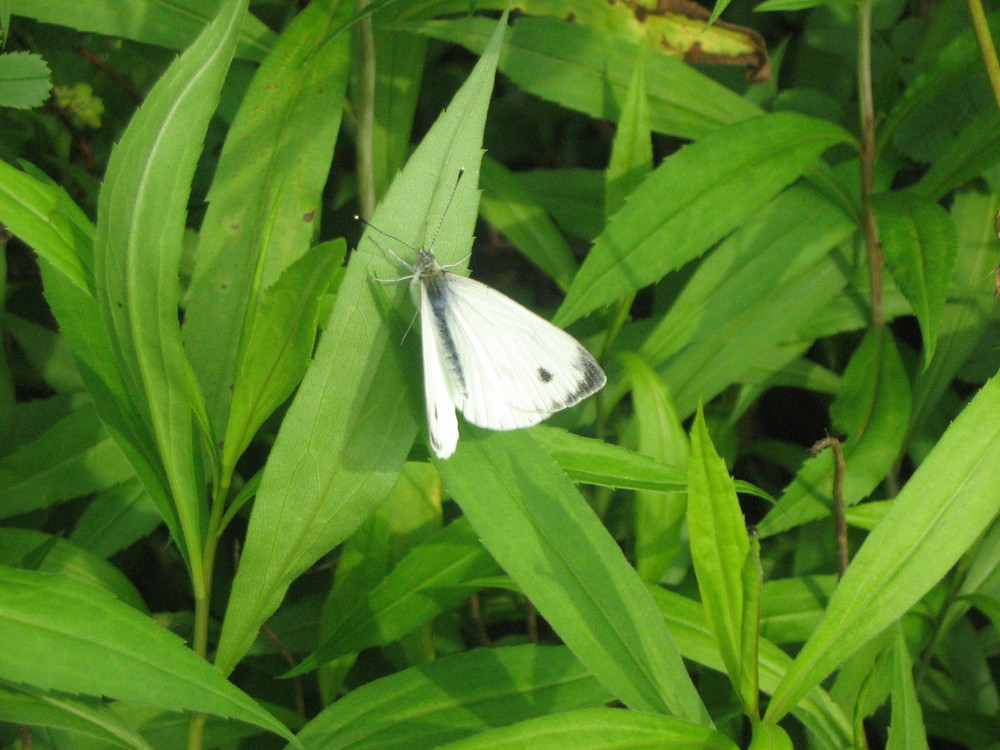 Schmetterling im Grünen