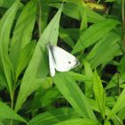 Schmetterling im Grünen