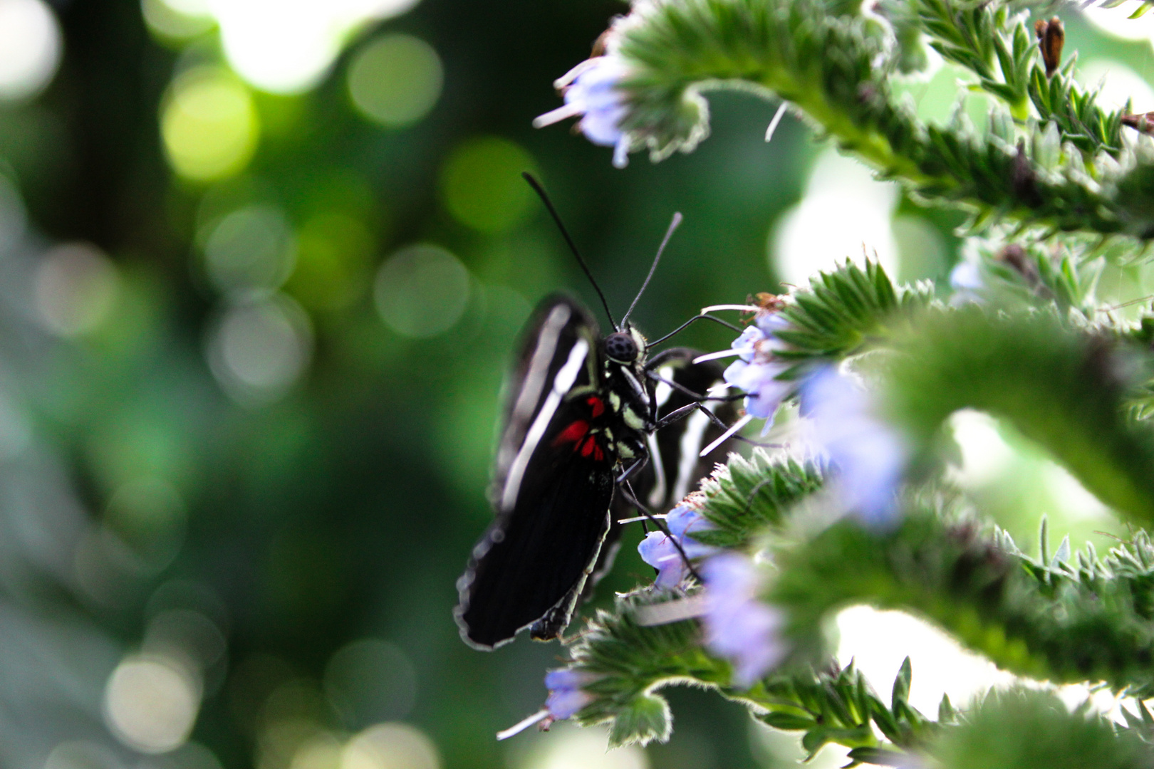 Schmetterling im Grünen