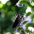 Schmetterling im Grünen