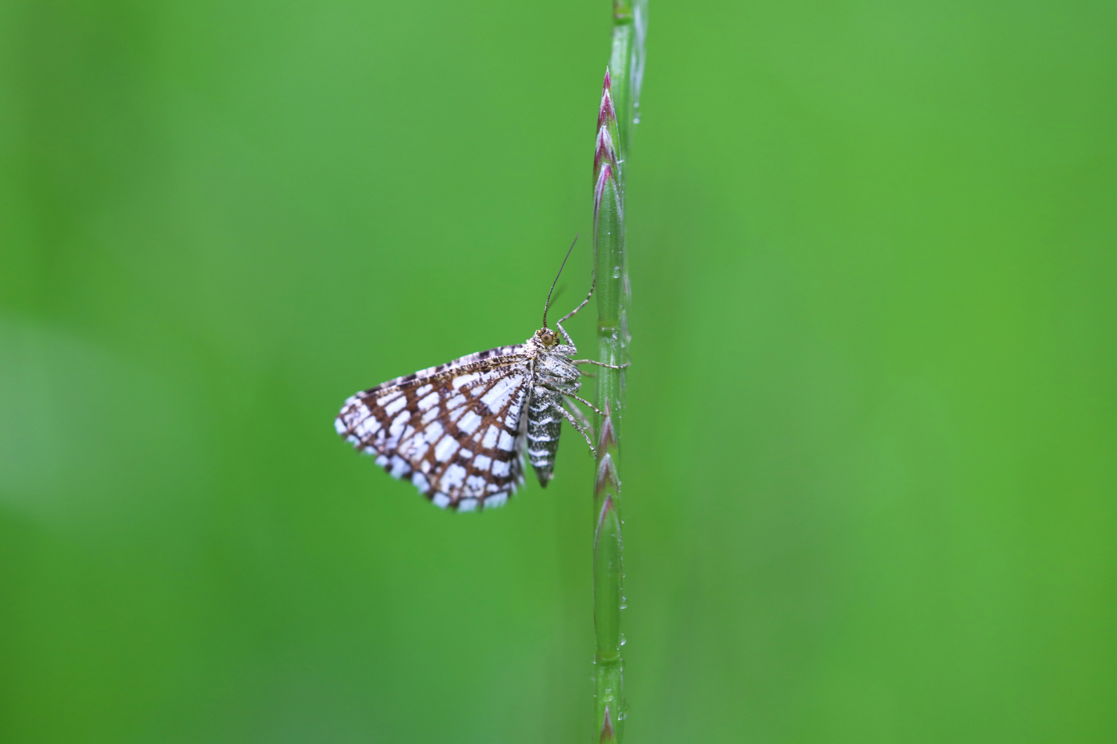 Schmetterling im grünen