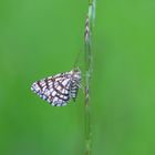 Schmetterling im grünen