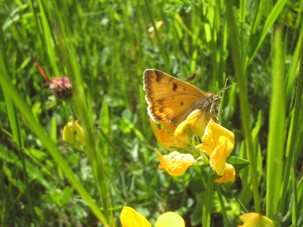 Schmetterling im Grünen