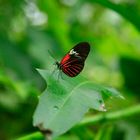 Schmetterling im Grünen