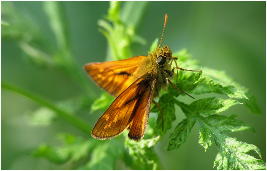 Schmetterling im grünen