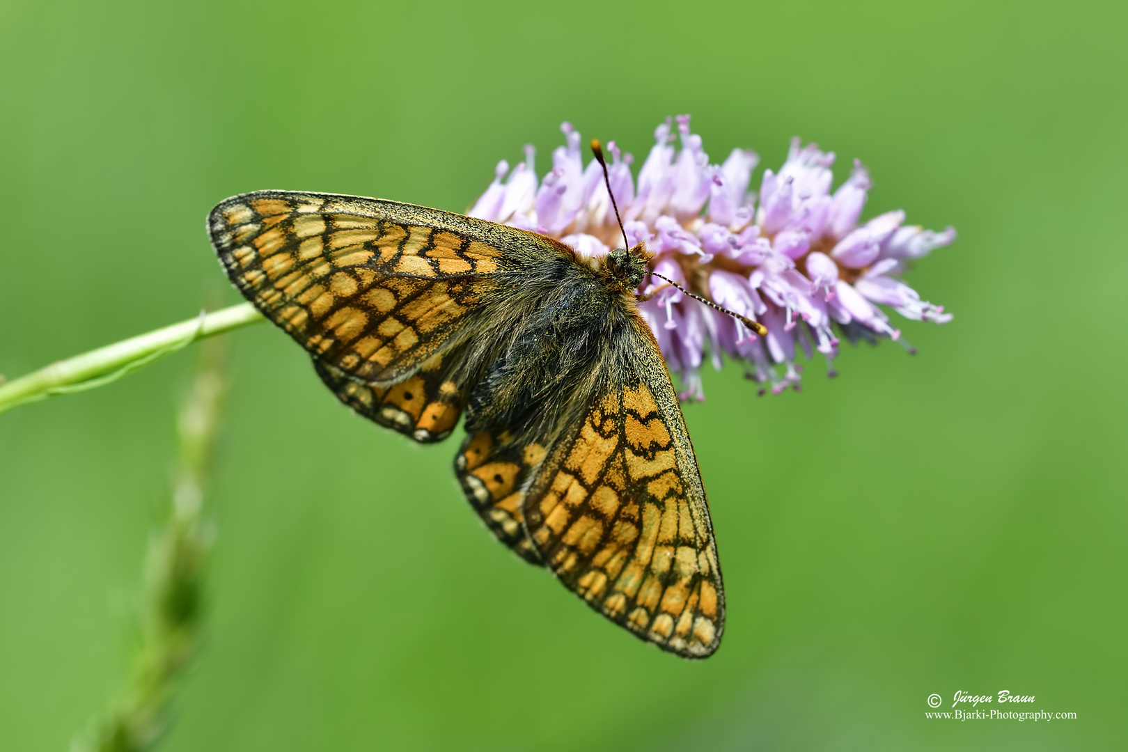 Schmetterling im grünen Hintergrund