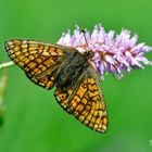 Schmetterling im grünen Hintergrund