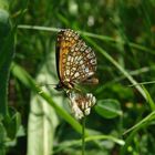 Schmetterling im Hainich