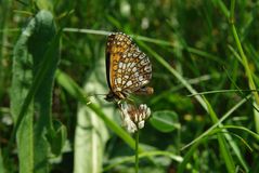 Schmetterling im Hainich