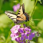 Schmetterling im Harrington Beach State Park, Lake Church