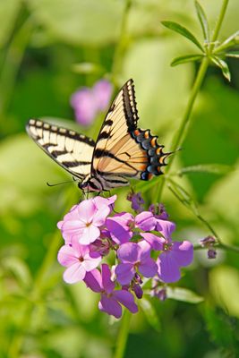 Schmetterling im Harrington Beach State Park, Lake Church
