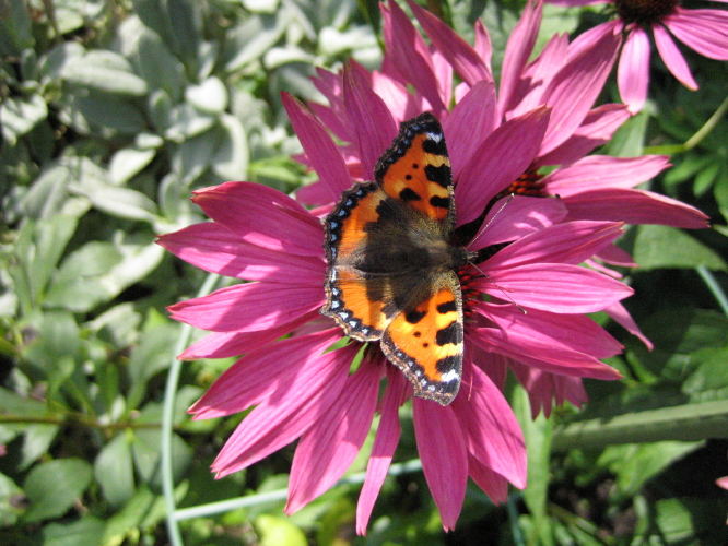 Schmetterling im Hausgarten