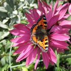 Schmetterling im Hausgarten