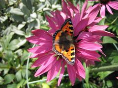 Schmetterling im Hausgarten