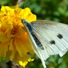 Schmetterling im heimischen Garten