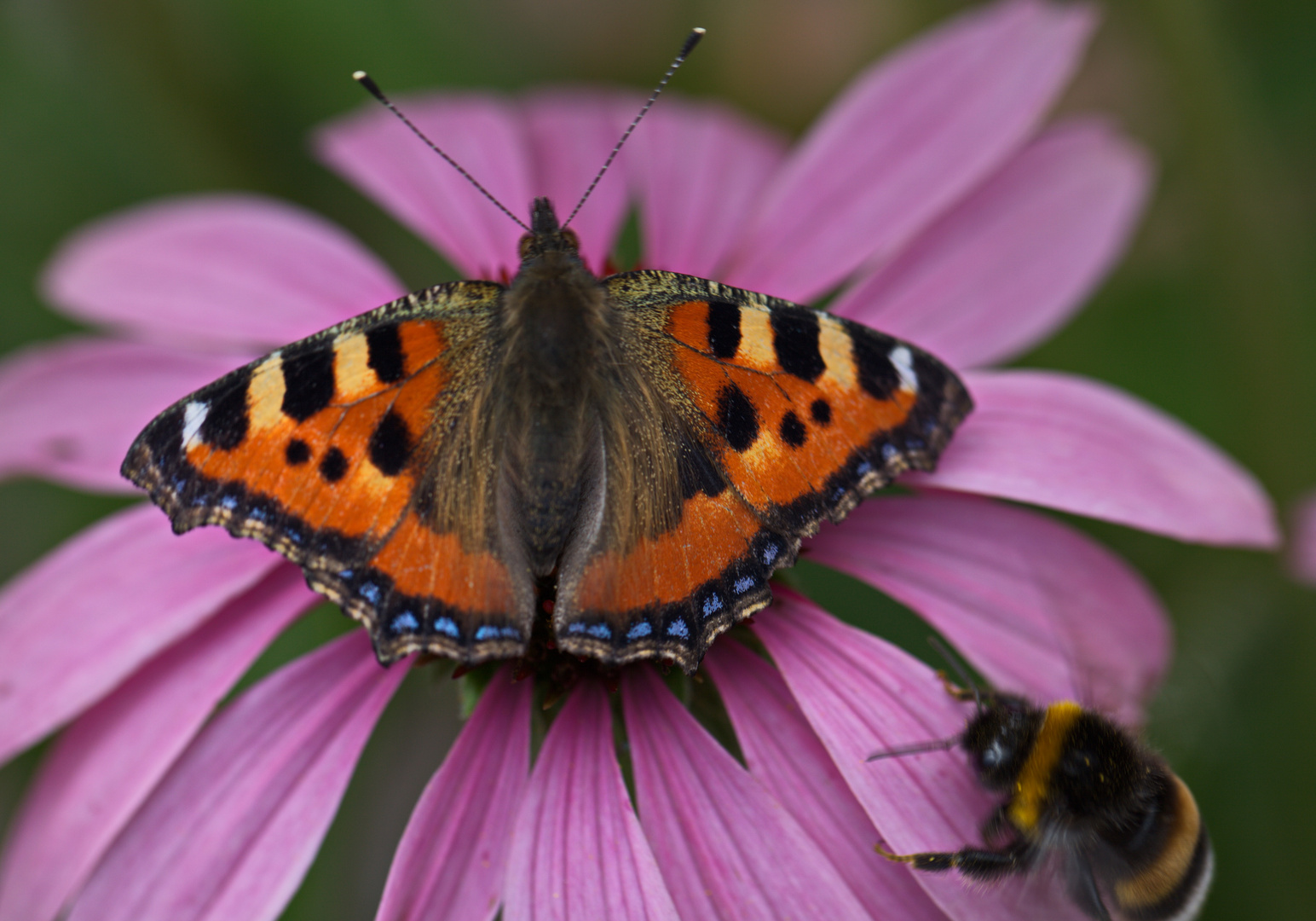 Schmetterling im heimischen Garten