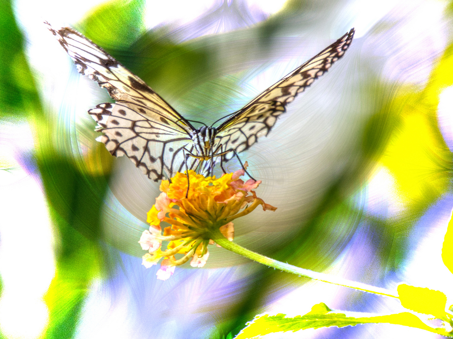 Schmetterling im hellen Farbenwirbel