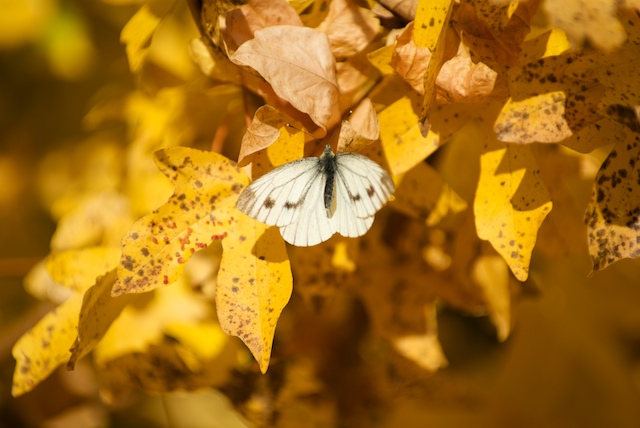 Schmetterling im Herbst