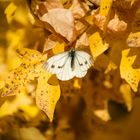 Schmetterling im Herbst