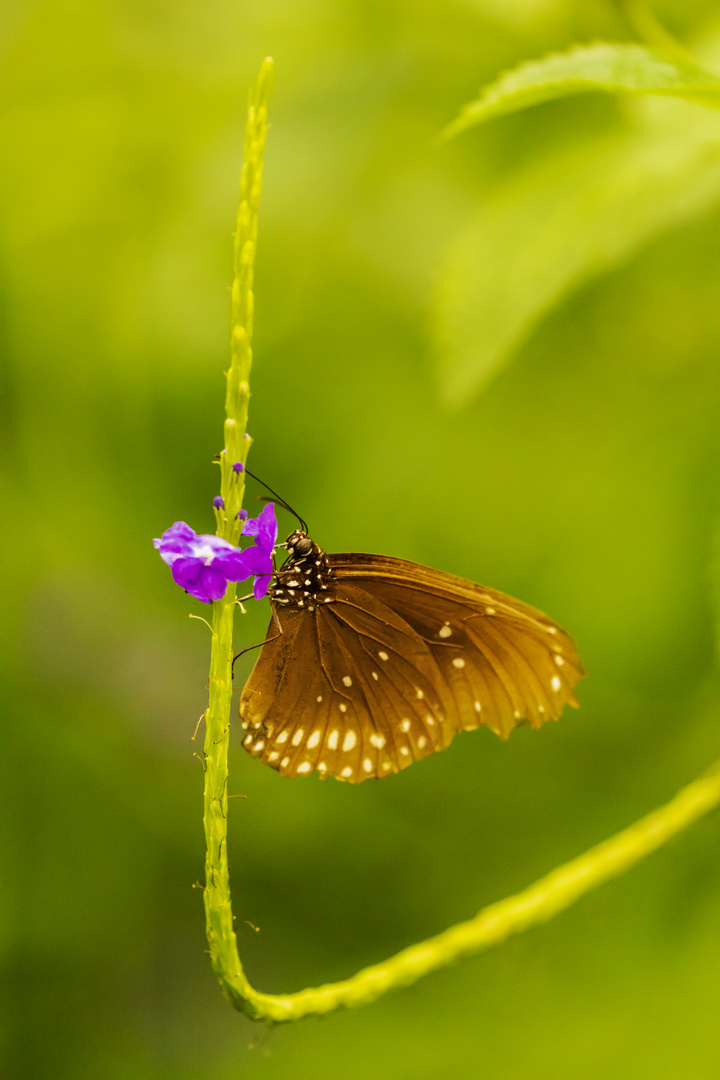 Schmetterling im Herbst 1