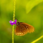 Schmetterling im Herbst 1