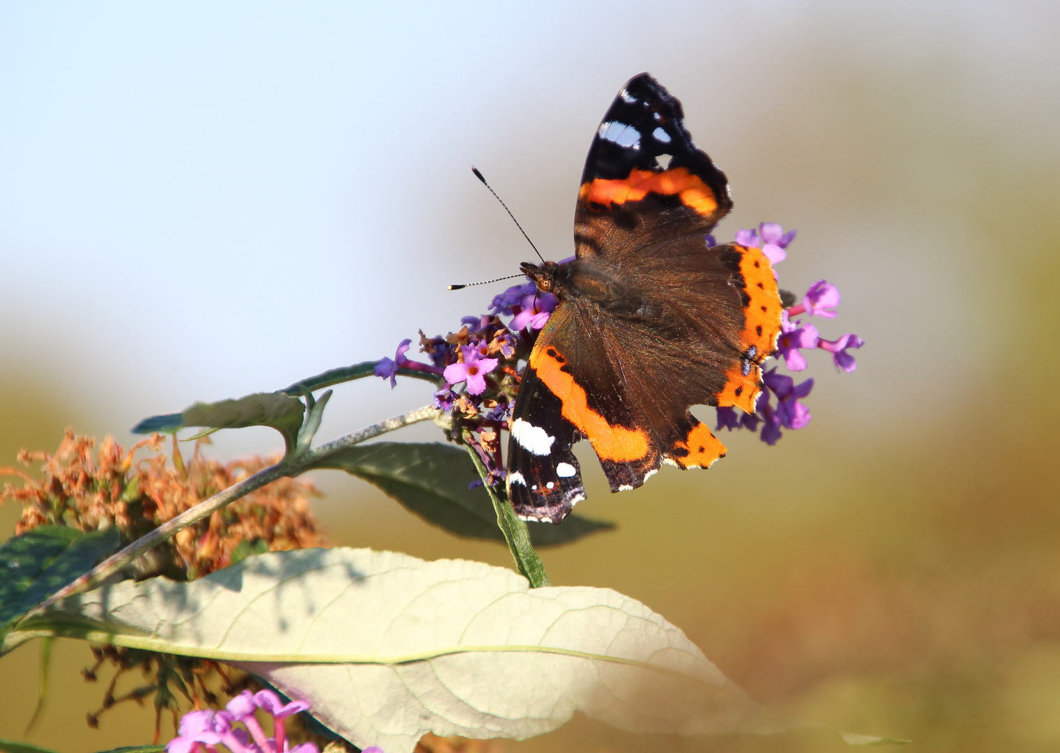 Schmetterling im Herbst