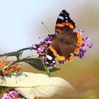 Schmetterling im Herbst