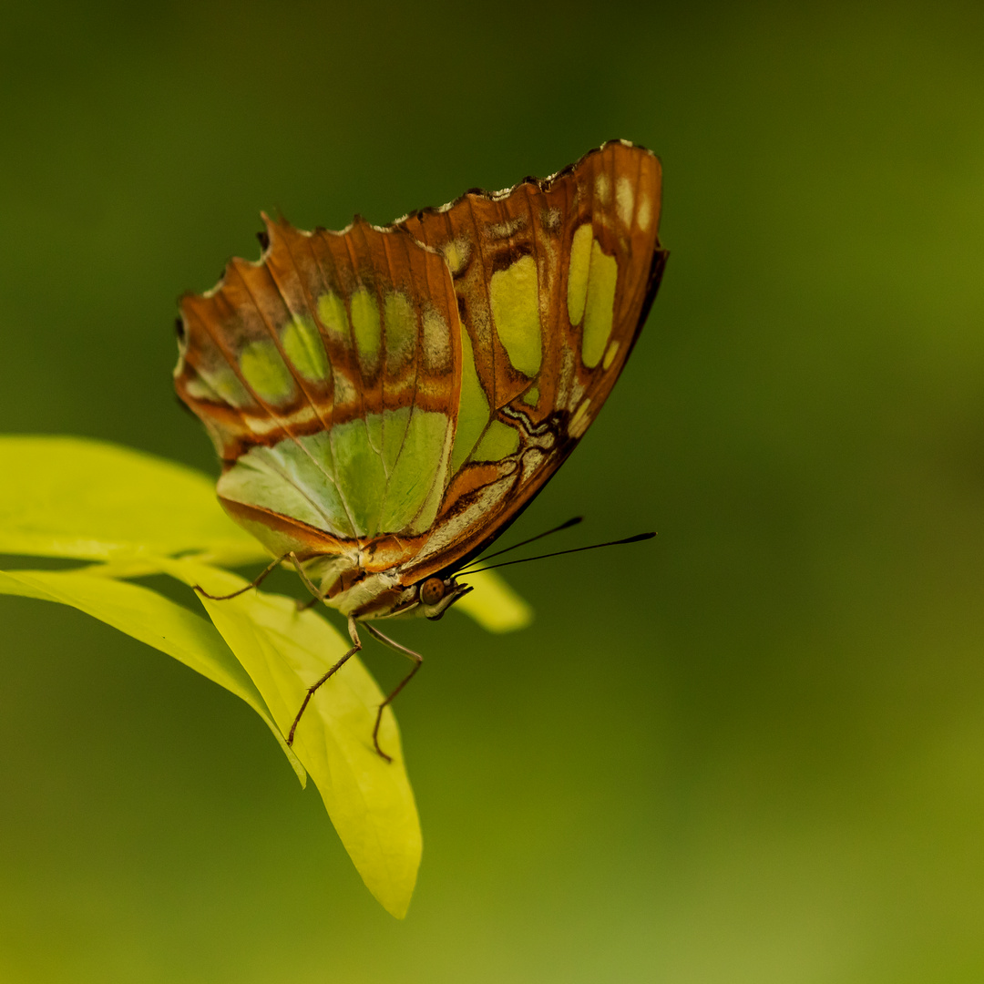 Schmetterling im Herbst 2