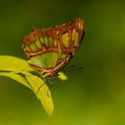 Schmetterling im Herbst 2