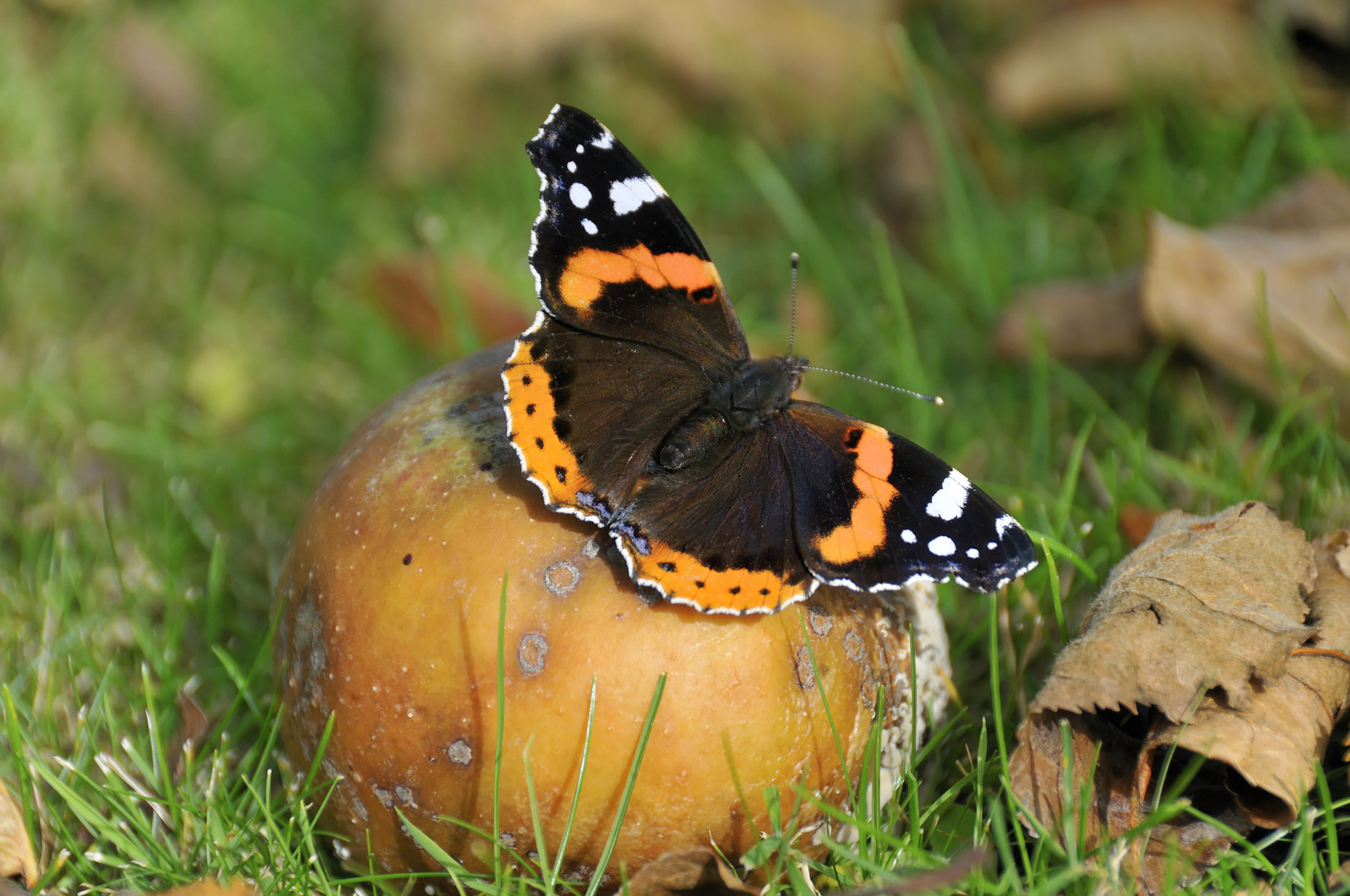 Schmetterling im Herbst