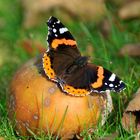 Schmetterling im Herbst