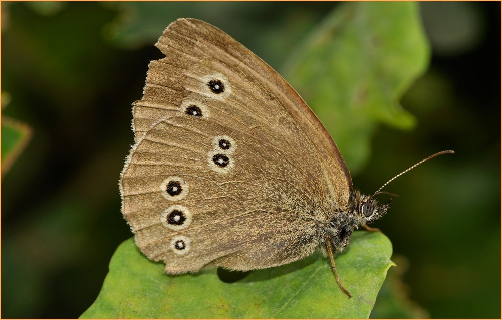 Schmetterling im Herbst.