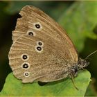 Schmetterling im Herbst.