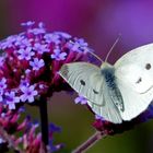 Schmetterling im Herbst