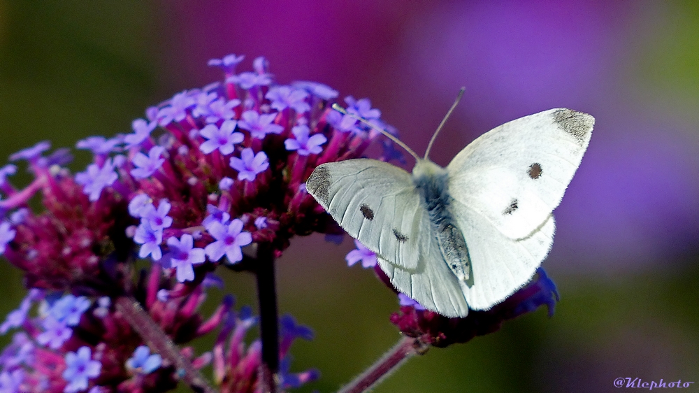 Schmetterling im Herbst