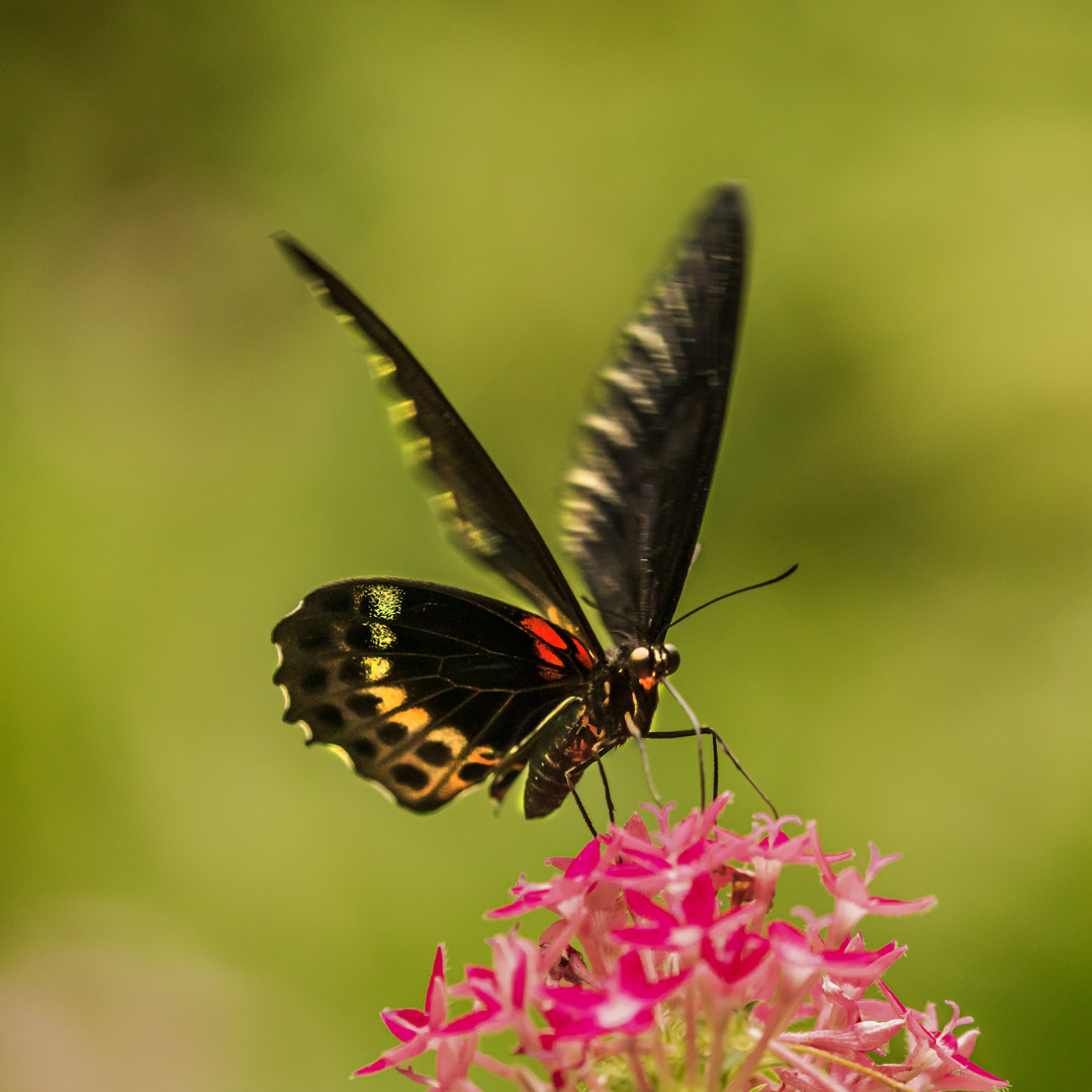 Schmetterling im Herbst 3