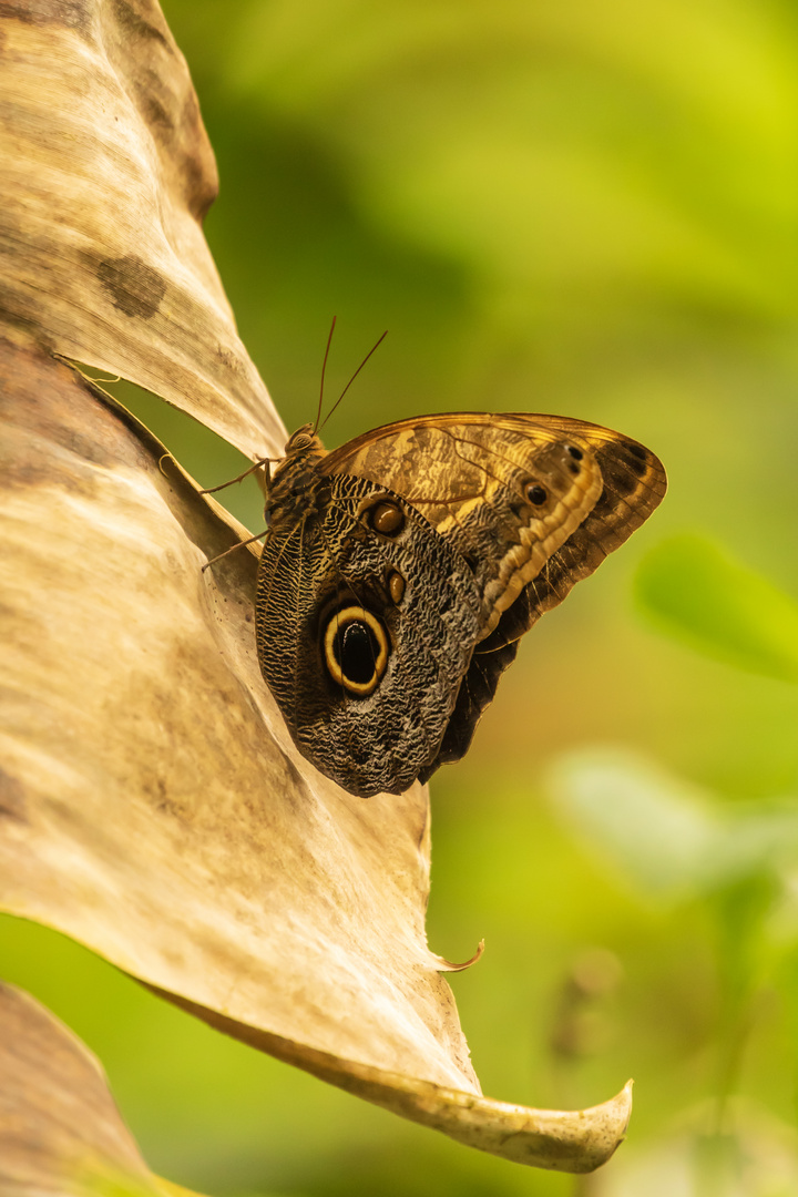 Schmetterling im Herbst 4