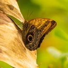 Schmetterling im Herbst 4