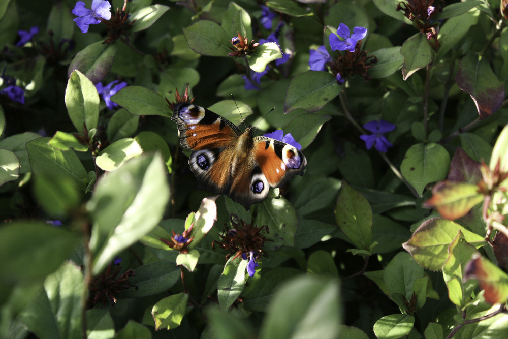 Schmetterling im Herbst