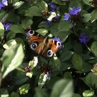 Schmetterling im Herbst