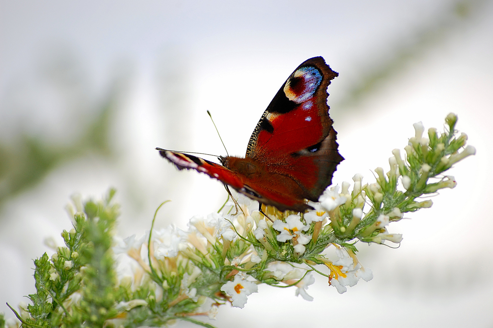 Schmetterling im Herbst