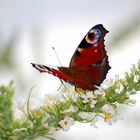 Schmetterling im Herbst